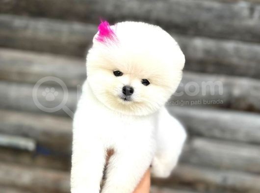 Pomeranian Boo Teddy Face Mini Dişi Yavrumuz görsel