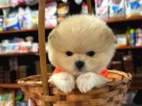 Tea Cup Mini Dişi Pomerian Boo