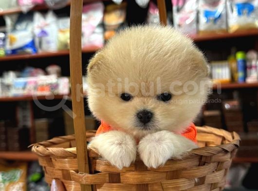 Tea Cup Mini Dişi Pomerian Boo görsel