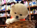 Tea Cup Mini Dişi Pomerian Boo