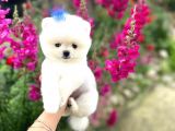 Pomeranian Boo Teddy Face Mini Ayıcık Yavrumuz