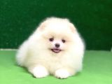 Pomeranian Boo Oyuncu Mini Ayıcık Yavrumuz
