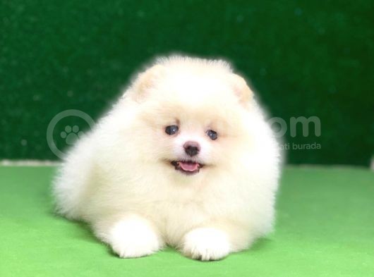 Pomeranian Boo Oyuncu Mini Ayıcık Yavrumuz görsel