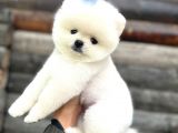 Pomeranian Boo Teddy Face Mini Ayıcık Yavrumuz