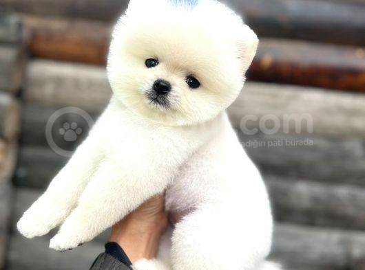 Pomeranian Boo Teddy Face Mini Ayıcık Yavrumuz görsel