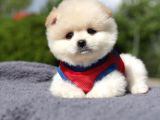 Yuvarlak Surat Pomerian Boo Yavrumuz