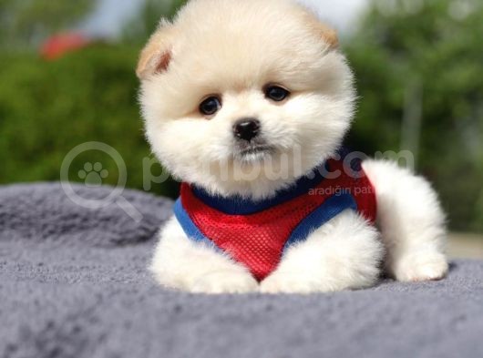 Yuvarlak Surat Pomerian Boo Yavrumuz görsel