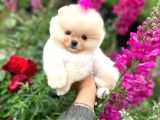 Pomeranian Boo Teddy Face Dişi Yavrumuz