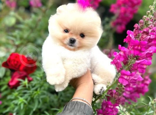 Pomeranian Boo Teddy Face Dişi Yavrumuz görsel