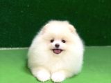 Pomeranian Boo Oyuncu Mini Ayıcık Yavrumuz