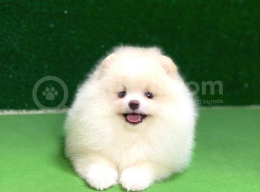 Pomeranian Boo Oyuncu Mini Ayıcık Yavrumuz görsel
