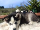 Husky yavrularımız