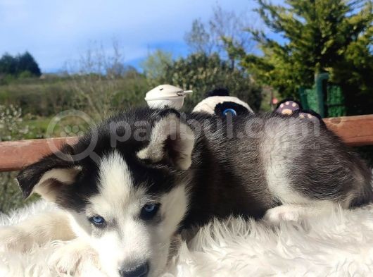Husky Yavrularımız