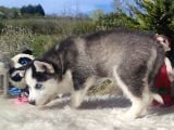 Husky Yavrularımız