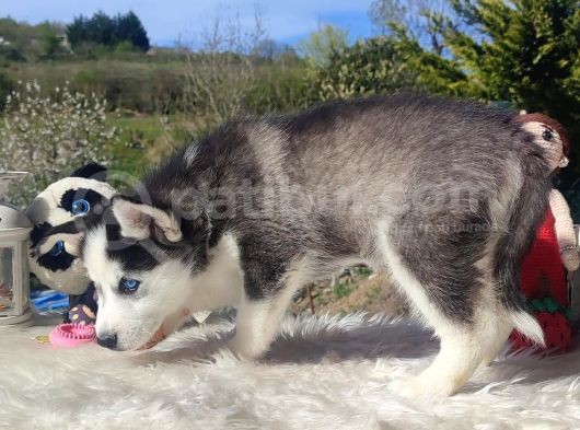 Husky Yavrularımız görsel
