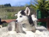 Husky Yavrularımız