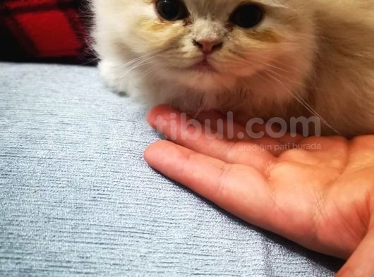 Tüy Yumağı Güzeller Güzeli Iran Chinchilla Yavru Ömürlük Yuv görsel