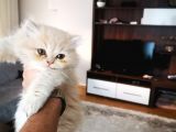 tüy yumağı güzeller güzeli iran Chinchilla yavru ömürlük yuv