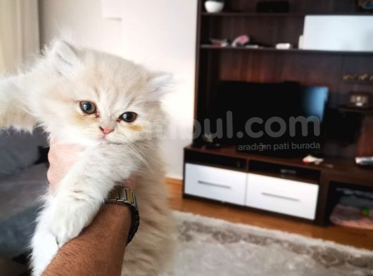 Tüy Yumağı Güzeller Güzeli Iran Chinchilla Yavru Ömürlük Yuv