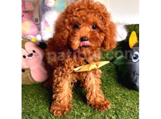 Çi̇kolata Kore Menşei̇ Toy Poodle Bebekler görsel