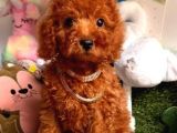Çi̇kolata Kore Menşei̇ Toy Poodle Bebekler