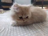 Tüy Yumağı Güzeller Güzeli Iran Chinchilla Yavru Ömürlük Yuv