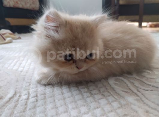 Tüy Yumağı Güzeller Güzeli Iran Chinchilla Yavru Ömürlük Yuv görsel