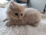 Tüy Yumağı Güzeller Güzeli Iran Chinchilla Yavru Ömürlük Yuv