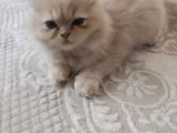 Tüy Yumağı Güzeller Güzeli Iran Chinchilla Yavru Ömürlük Yuv