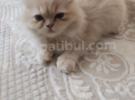 Tüy Yumağı Güzeller Güzeli Iran Chinchilla Yavru Ömürlük Yuv görsel