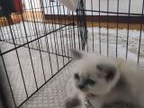 Ayıcık Suratlı Pufuduk Ömürlük Yuvasını Arıyor 