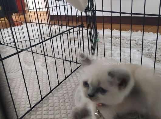 Ayıcık Suratlı Pufuduk Ömürlük Yuvasını Arıyor  görsel