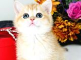 Saf Kan British Shorthair Golden