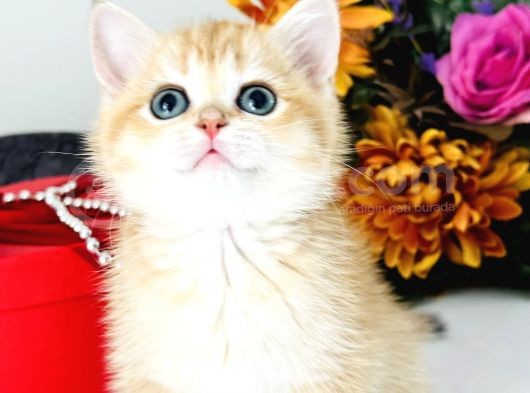 Saf Kan British Shorthair Golden görsel