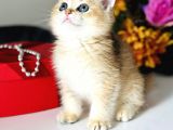 Saf Kan British Shorthair Golden