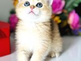 Saf Kan British Shorthair Golden
