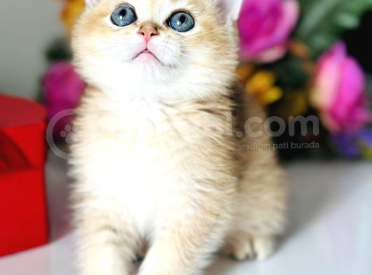 Saf Kan British Shorthair Golden görsel
