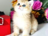 Saf kan British shorthair golden