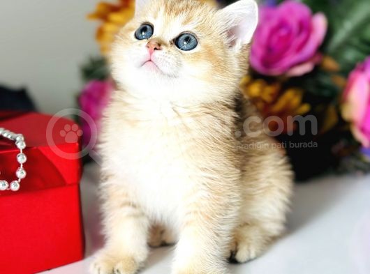 Saf Kan British Shorthair Golden