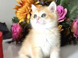 Saf Kan British Shorthair Golden