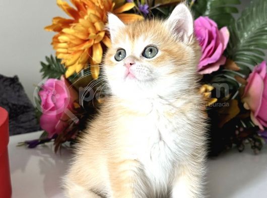 Saf Kan British Shorthair Golden görsel