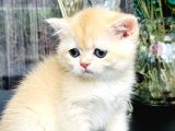 Saf Kan British Shorthair Golden