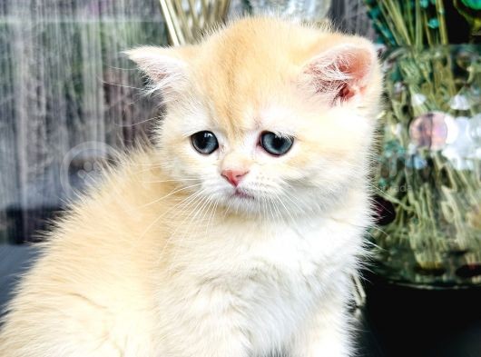 Saf Kan British Shorthair Golden görsel