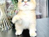 Saf Kan British Shorthair Golden