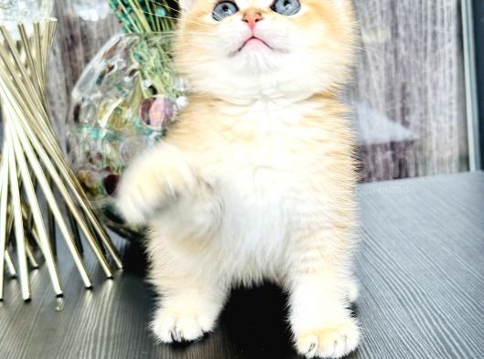 Saf Kan British Shorthair Golden görsel