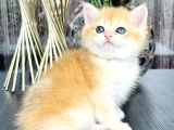 Saf Kan British Shorthair Golden