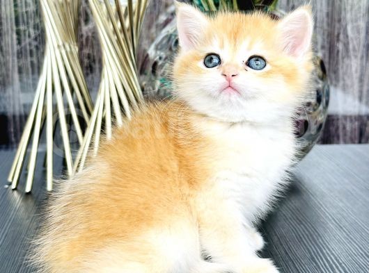 Saf Kan British Shorthair Golden görsel