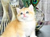 Saf Kan British Shorthair Golden