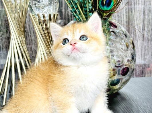 Saf Kan British Shorthair Golden görsel