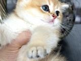 Saf Kan British Shorthair Golden